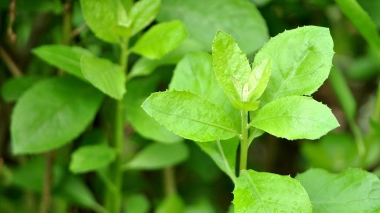 Manfaat Daun Luntas bagi Kesehatan Tubuh yang Perlu Sobat Ketahui