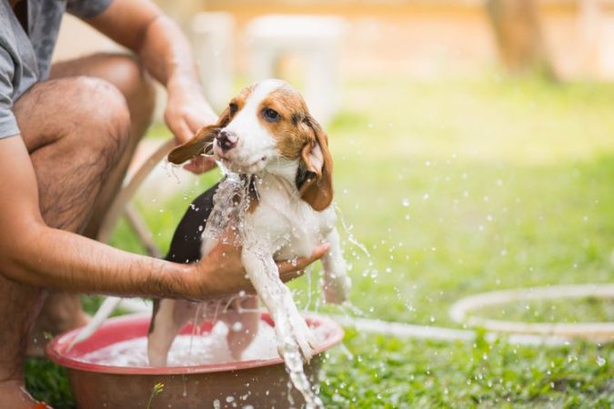 Jenis Anjing Peliharaan Berdasarkan Zodiak yang Tepat untuk Anda