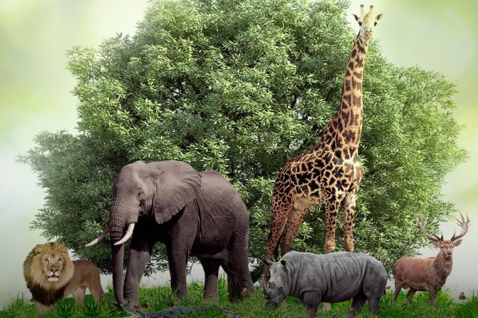 keanekaragaman hayati